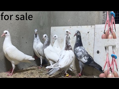 Home breed k baby pigeons for sale || best quality 💯 present results