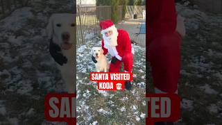 Santa Came To Visit My Dog 🎅🏼 #doglovers #funnydogs #shorts