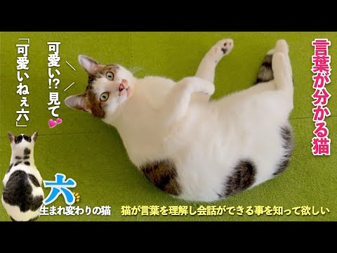 【言葉を理解する猫】愛猫に「可愛いね」と言った時の反応が可愛すぎました | 六はちゃんと意思表示をする猫 | [生まれ変わりの猫] 六