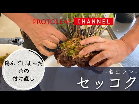 【着生ラン】傷んでしまった苔の付け直し