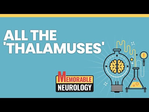 Thalamus, Hypothalamus, and Epithalamus Mnemonics (Memorable Neurology Lecture 3)