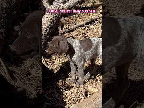 DAY 48!  #cute #puppy #love #motivation #germanshorthairedpointer #sweet #hunting #gsp #piano #art