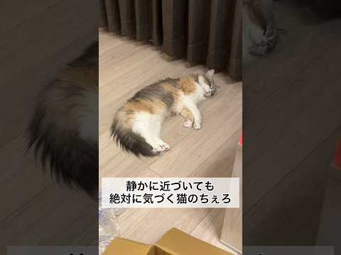 静かに近づいても絶対に気づく猫のちぇろ #shorts #cat