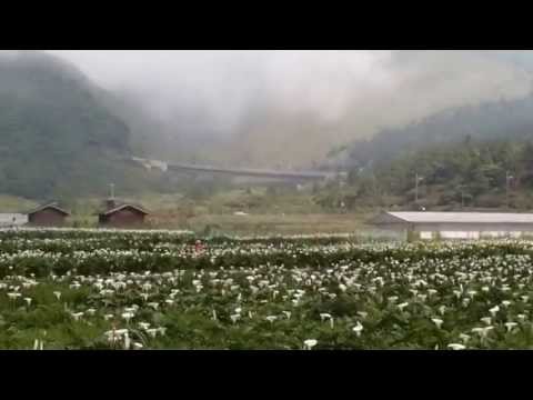 七星山火山下海芋花海(1) The callalilies blossom under Mt. Qixing (1)