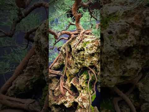 casuarina forestbonsai on a rock