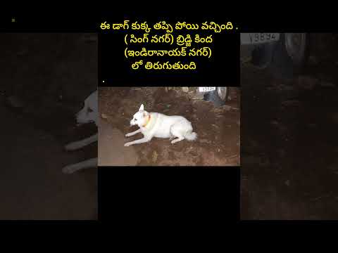 తప్పిపోయిన ఈ కుక్కకు🐕దారి చూపెడదాం🙏 #vijayawada #shorts #news #rescue