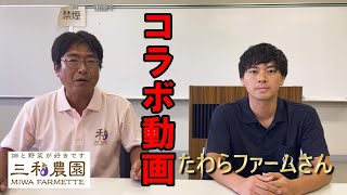 コラボ動画、「たわらファーム」さんとは何者なのか！？凄いぞ！！（2024.6.24）