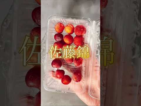 氷タンフル✖️さくらんぼ🍒　暑い日には氷タンフルだね。 #氷タンフル #さくらんぼ #タンフル   #asmr 　#夕食 　#山形   #米沢市    #韓国