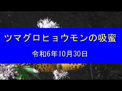 ツマグロヒョウモン♂の吸蜜 令和6年10月30日