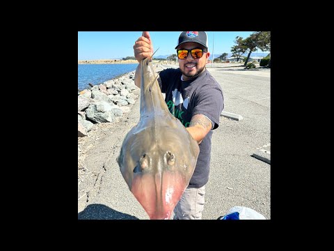 Fishing San Leandro Marina.New Species‼️ #fishing #california #bayarea #new #species  #guitar #fish