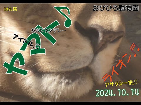 おびひろ動物園　連休最終日のヤマト♬とアザラシたち♬2024年10月14日♬