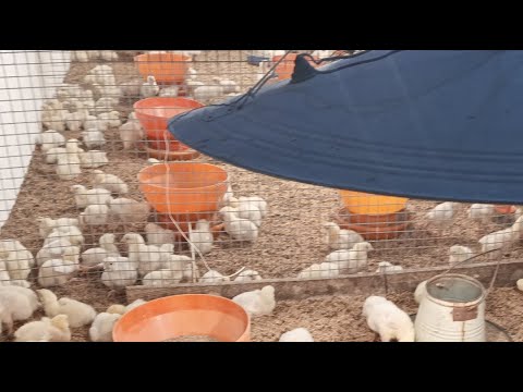 Poultry farm day 6 feeding and management | 1200 chicks brooding | 1st week medicine and ventilation