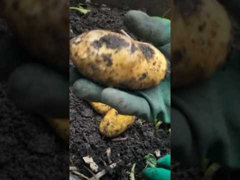 Harvesting volunteer potato #shorts