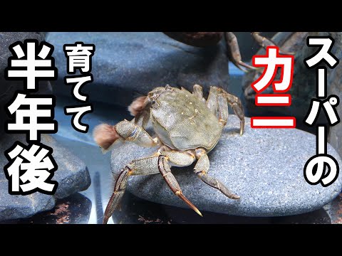 【カニ水槽】スーパーで買った 食材のカニ を育てて半年後！＃ペット