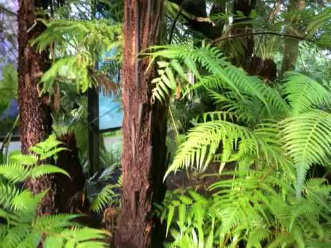 Looking for mosses in Glasgow's Botanic Gardens - the first inspiration for The Mossy Carpet