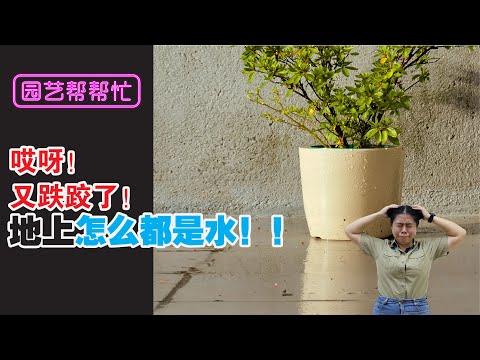 【Baba园艺帮帮忙】你肯定也会遇到的浇水烦题！每次浇水就搞到遍地都是水 | 你必须知道的解决方法 | 花盆托盘的好处和用法