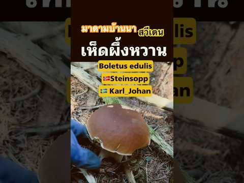 เห็ดผึ้งหวาน Boletus edulis 🇳🇴Steinsopp 🇸🇪 Karl_Johan #เก็บเห็ดสวีเดน #mushroom #อาหาร #food