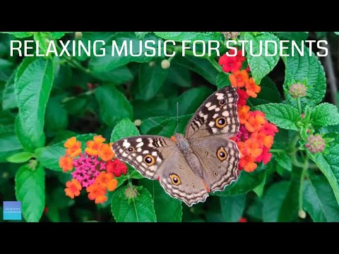 Relaxing Music For Elementary Students - Insects - Quiet classroom music for children, study music