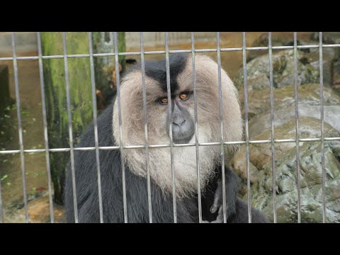 Primates at Hirakawa Zoo 202411