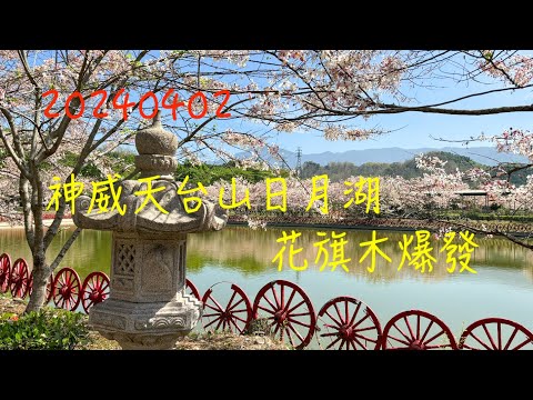 萬ㄟeye台灣20240402神威天台山日月湖花旗木爆發   4K