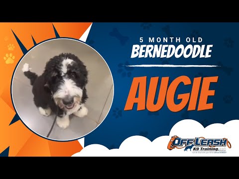 “Augie” 5 Months Bernedoodle | Best Bernedoodle Trainers | Northern Virginia Dog Training