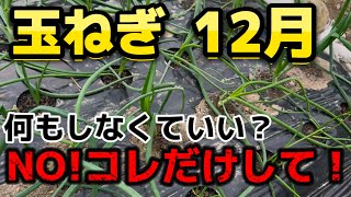 【玉ねぎ】12月はコレだけして！何もしなくていいわけじゃない 意外とみんな忘れがちな事を一挙紹介