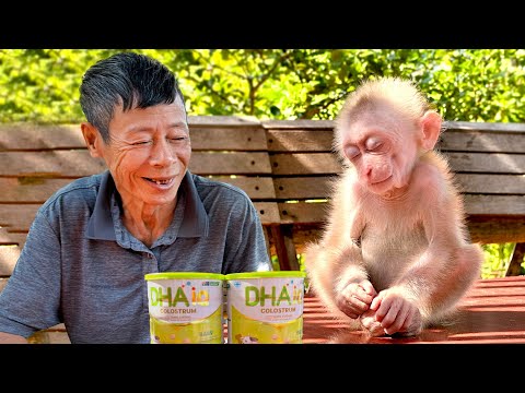 Daily life of a farmer's family, the baby monkey loves to play with his grandfather