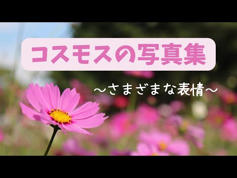 【コスモスの写真集】様々表情を見せてくれるコスモス #秋桜 #癒し #写真集