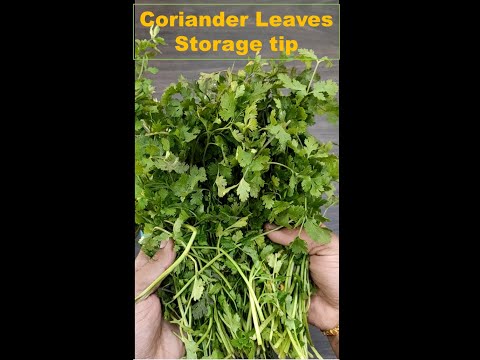 Coriander Leaves Storage Tips (3 weeks) #shorts