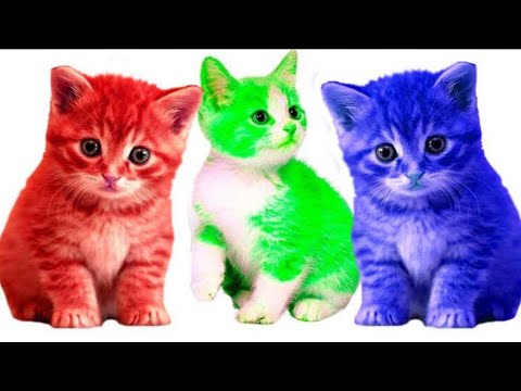 cute pets and funny animal compilation😆🤣😍🤣😆