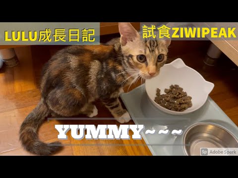 [LULU成長日記] 試食#ZIWIPEAK #貓糧  [LULU Diary] ZIWIPEAK Air Dried Cat Food - Venison Recipe ft#JB單車兄弟