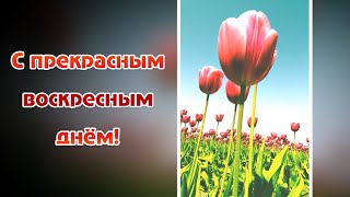 Доброго воскресного дня! Музыкальная открытка. С воскресеньем.