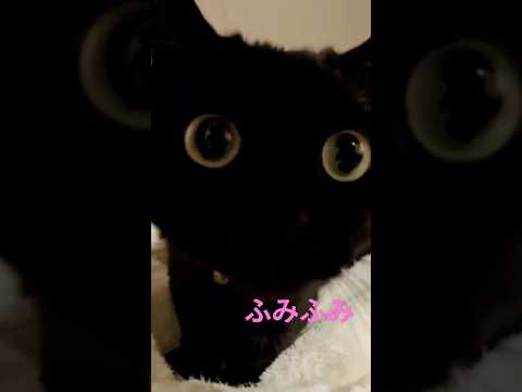 飼い主を見つめながら音楽に合わせてふみふみしている黒猫