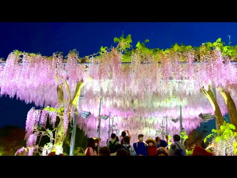 Ashikaga Flower Park [Wisteria flowers and azaleas] Illuminated at night [Travel to Japan]