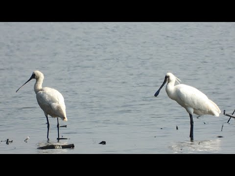 林邊鄉的黑面琵鷺Platalea minor  （2024 04 19）