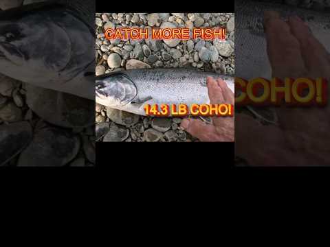 CONTROL BIG FISH, COHO,MAKE THEM CHANGE DIRECTION? Salmon fishing,Steelhead fishing #shorts #fishing