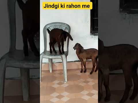 Jingdi ki Rahon me #viralvideo #songstatus #youtubeshorts #viral #viralshort #shortsviral