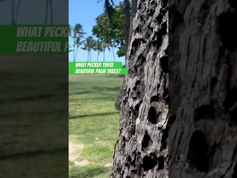 What Made Holes or Pecked on These Beautiful Palm Trees 🌴🌴?