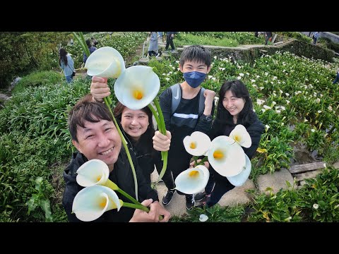 2023/4/2｜陽明山海芋田｜￼草山夜未眠