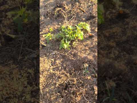 Winter heat in Arizona makes sweet potatoes think it's summertime!