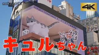 4K ネコ歩き ～新宿に飛び出すキュルガ登場～