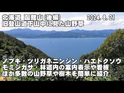 函館山後編(ﾉﾌﾞｷ、ﾂﾘｶﾞﾈﾆﾝｼﾞﾝ、ﾊｴﾄﾞｸｿｳ、ﾓﾐｼﾞｶﾞｻ、ｺｰｽの案内)