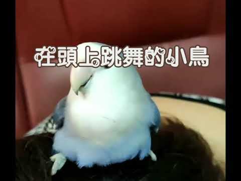 愛撒嬌的愛情鳥 #左右搖搖#舞台是我的頭頂