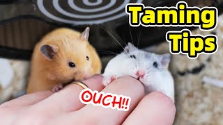 How to Tame Hamster and Minimise Biting