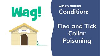 Flea and Tick Collar Poisoning in Dogs | Wag!