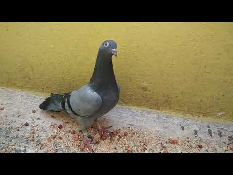 Pigeon Chicks Update in tamil | Pet Pigeon | தமிழில்  |  #pigeonchicks #chicksgrowth #puravalarpu