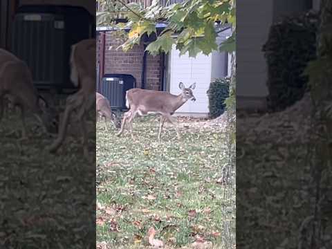 A new pregnant doe with her fellows | Horizons_視野| deer | wildlife