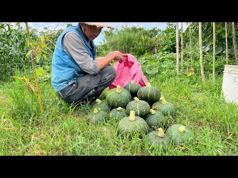 種栗子南瓜防蟲叮咬～除了套袋還可以戴帽～