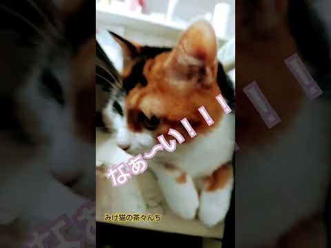 だれか遊んで猫　#funny#三毛猫#cutecat #猫好きさんと繋がりたい