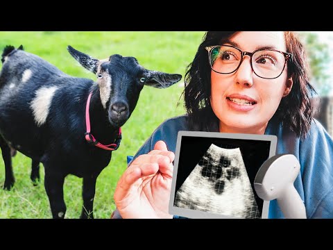 FINAL PREGNANCY ultrasounds for the miniature goats! (let's count babies 🙌)